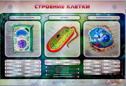 Стенды для кабинета биологии - «globural.ru» - Миасс