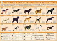 Комплект плакатов "Кинология" - «globural.ru» - Миасс