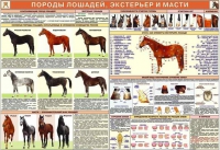 Комплект плакатов "Служебное коневодство" - «globural.ru» - Миасс