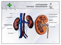 Стенд "Строение почки человека" - «globural.ru» - Миасс