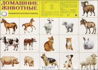 Демонстрационные карточки "Домашние животные" - «globural.ru» - Миасс