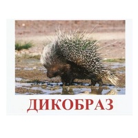 Карточки Домана "Дикие животные-3" - «globural.ru» - Миасс