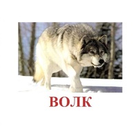 Карточки Домана "Дикие животные-1" - «globural.ru» - Миасс