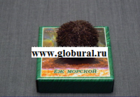 Сухой препарат "Еж морской" - «globural.ru» - Миасс