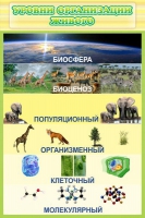 Стенд "Уровни организации живого" - «globural.ru» - Миасс