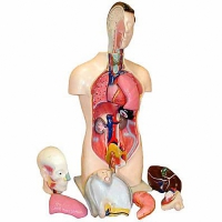Торс человека разборный (42 см.) - «globural.ru» - Миасс