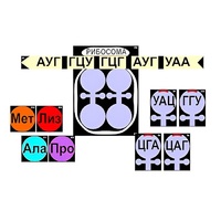 Модель-аппликация "Биосинтез белка" (ламинированная) - «globural.ru» - Миасс