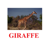"Wild Animals-1" ("Дикие животные-1") английские карточки Домана - «globural.ru» - Миасс