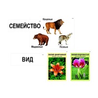Модель-аппликация "Классификация растений и животных" (ламинированная) - «globural.ru» - Миасс