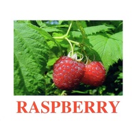 "Berries-1" ("Ягоды-1") английские карточки Домана - «globural.ru» - Миасс