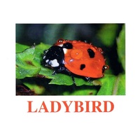 "Insects" ("Насекомые") английские карточки Домана - «globural.ru» - Миасс