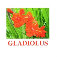 "Flowers-1" ("Цветы-1") английские карточки Домана - «globural.ru» - Миасс