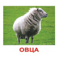 .Карточки Домана "Домашние животные" - «globural.ru» - Миасс