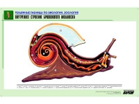 Рельефная таблица "Внутреннее строение брюхоногого моллюска" (формат А1, матовое ламинир.) - «globural.ru» - Миасс