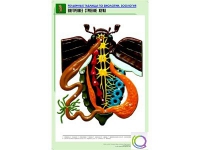 Рельефная таблица "Внутреннее строение жука" (формат А1, матовое ламинир.) - «globural.ru» - Миасс