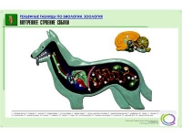 Рельефная таблица "Внутреннее строение собаки" (формат А1, матовое ламинир.) - «globural.ru» - Миасс