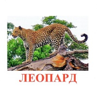 Карточки Домана "Дикие животные-2" - «globural.ru» - Миасс