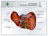 Стенд "Строение печени человека" - «globural.ru» - Миасс