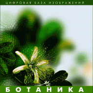 Ботаника. (Цифровая база изображений) - «globural.ru» - Миасс