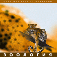 Зоология. (Цифровая база изображений) - «globural.ru» - Миасс