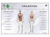 Электрифицированный стенд-тренажер "Скелетон" - «globural.ru» - Миасс