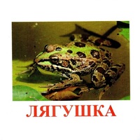 Карточки Домана "Амфибии и рептилии" - «globural.ru» - Миасс
