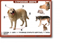 Ознакомление с окружающим миром. 1-4 класс. Комплект таблиц. Наглядные пособия для начальной школы, учебные пособия - «globural.ru» - Миасс