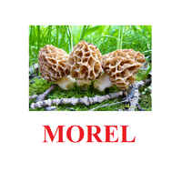 "Mushrooms" ("Грибы") английские карточки Домана - «globural.ru» - Миасс