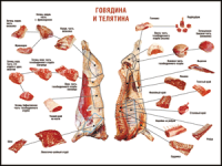 Правила разделки мясных туш "Говядина и телятина" 1000*1400 винил - «globural.ru» - Миасс