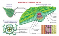 Плакаты и таблицы по биологии - «globural.ru» - Миасс