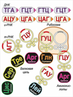 Модель-аппликация Биосинтез белка - «globural.ru» - Миасс