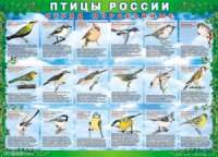 Таблица Птицы России из  4 листов в комплекте 1000*1400 винил	 - «globural.ru» - Миасс