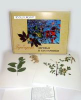 Гербарий Деревья и кустарники (20 видов) - «globural.ru» - Миасс