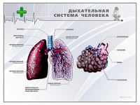 Стенд "Дыхательная система человека" - «globural.ru» - Миасс