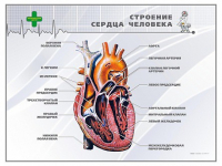 Стенд "Строение сердца человека" - «globural.ru» - Миасс