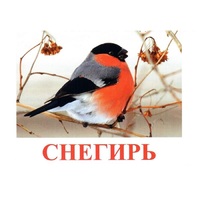 Карточки Домана "Птицы-1" - «globural.ru» - Миасс