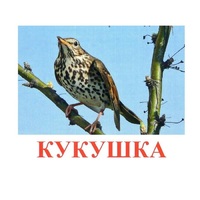 Карточки Домана "Птицы-3" - «globural.ru» - Миасс