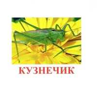 Карточки Домана "Насекомые" - «globural.ru» - Миасс