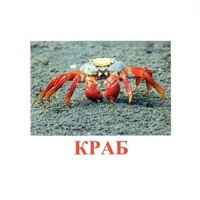 Карточки Домана "Подводный мир" - «globural.ru» - Миасс