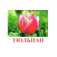 Карточки Домана "Цветы-1" - «globural.ru» - Миасс
