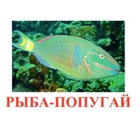 Карточки Домана "Рыбы" - «globural.ru» - Миасс
