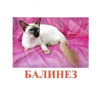Карточки Домана "Породы кошек" - «globural.ru» - Миасс