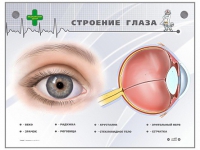 Интерактивный стенд "Строение глаза" - «globural.ru» - Миасс