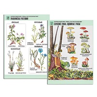 Комплект таблиц для начальной школы "Окружающий мир. Грибы. Растительный мир" - «globural.ru» - Миасс