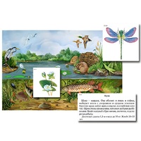 Магнитный плакат-аппликация "Водоем: биоразнообразие и взаимосвязи в сообществе" - «globural.ru» - Миасс