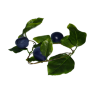 Ветка муляжей "Слива" - «globural.ru» - Миасс