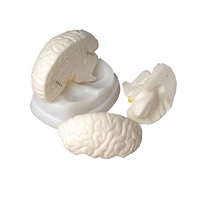 Модель мозга в разрезе - «globural.ru» - Миасс