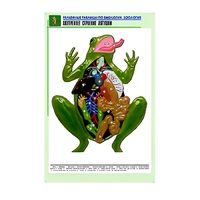 Рельефная таблица "Внутреннее строение лягушки" (формат А1, матовое ламинир.) - «globural.ru» - Миасс