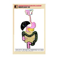 Рельефная таблица "Пищеварительный тракт" (формат А1, матовое ламинир.) - «globural.ru» - Миасс