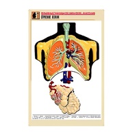 Рельефная таблица "Строение легких" (формат А1, матовое ламинир.) - «globural.ru» - Миасс